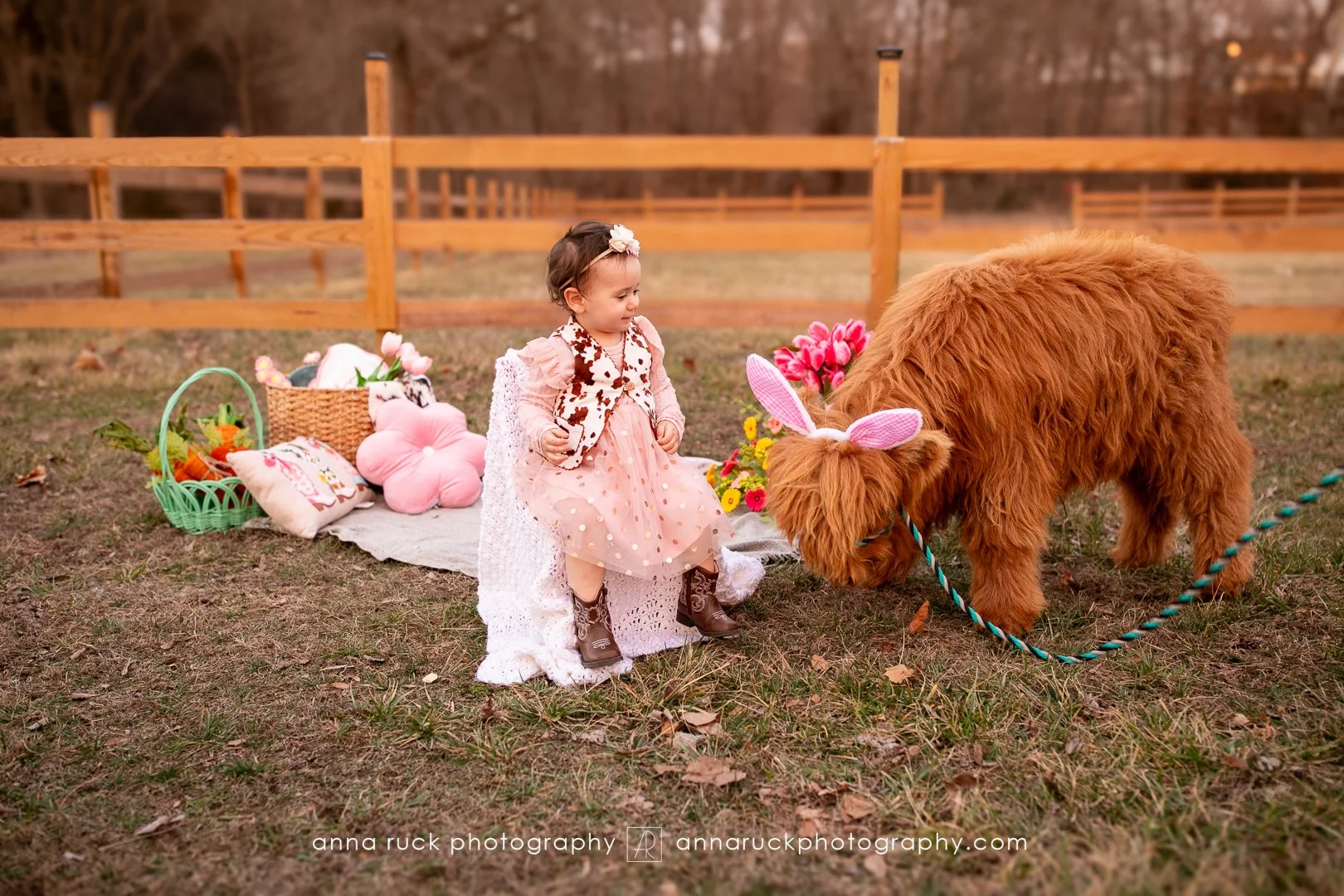 Mini cow photos_watermarked-32.jpg
