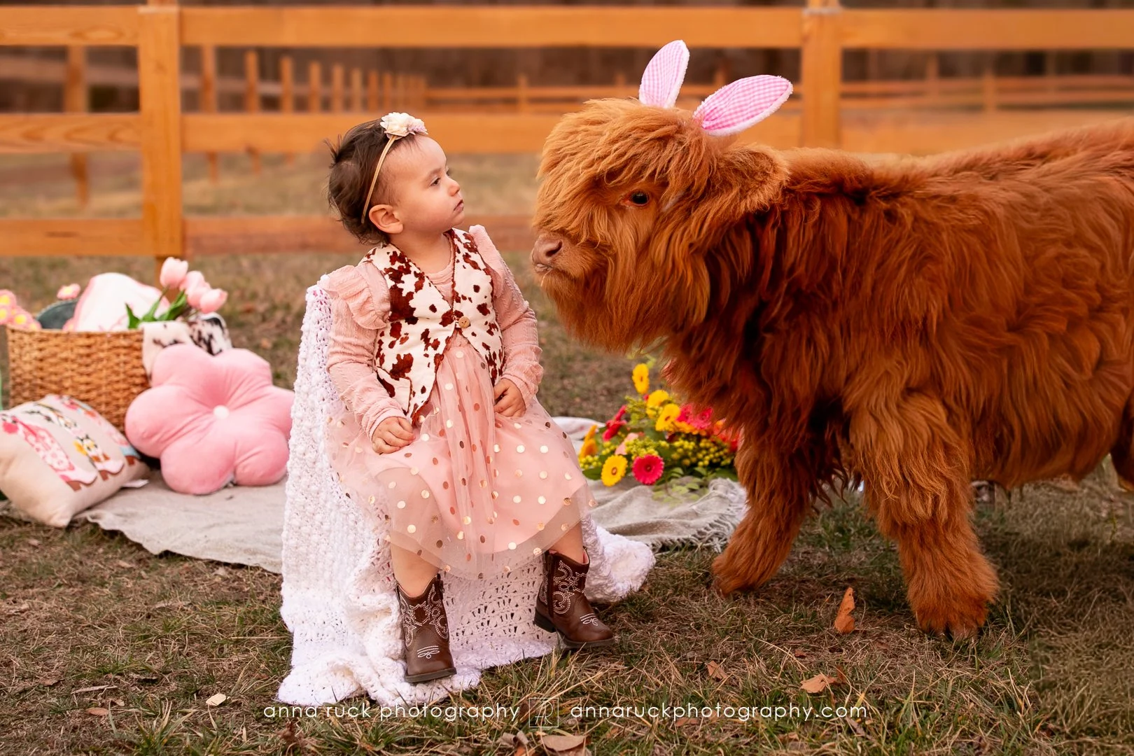 Mini cow photos_watermarked-33.jpg