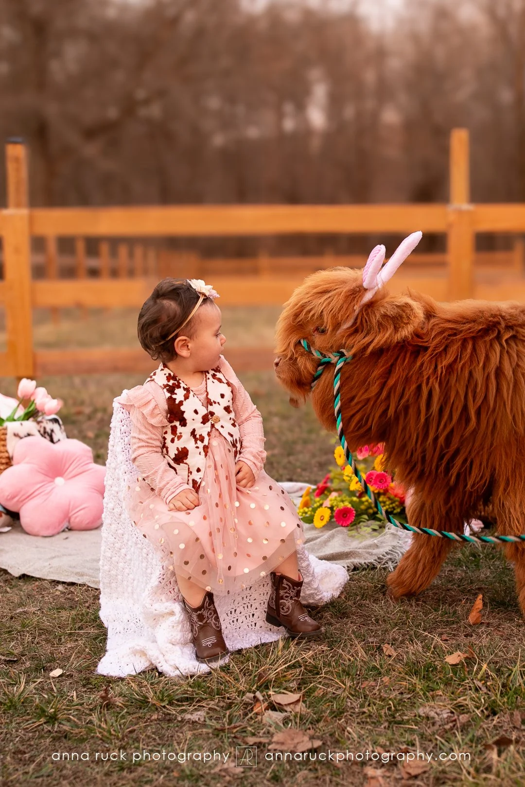 Mini cow photos_watermarked-35.jpg