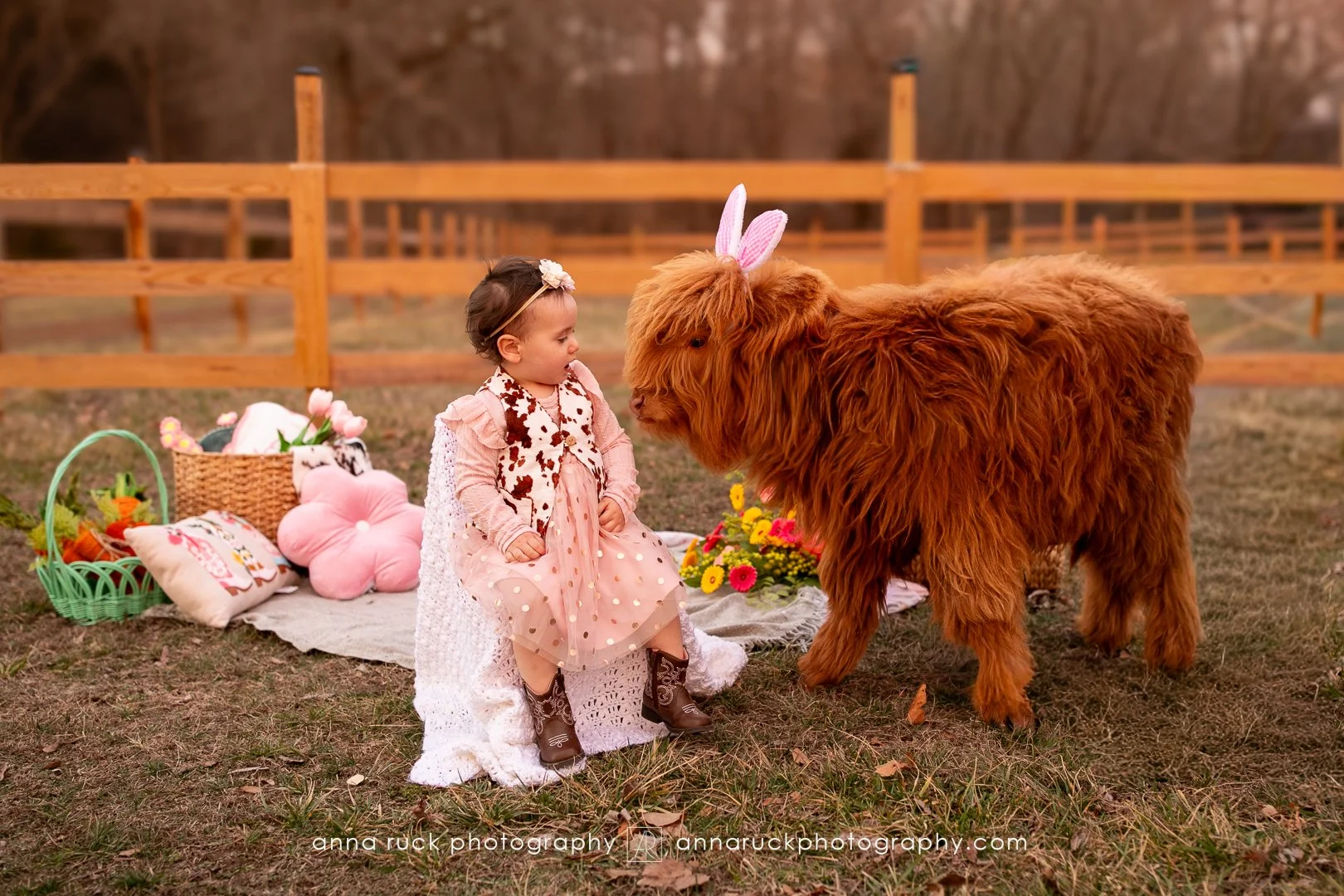 Mini cow photos_watermarked-36.jpg