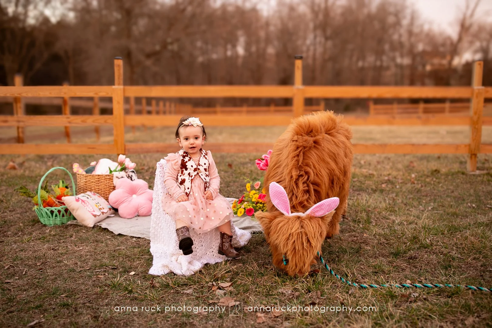 Mini cow photos_watermarked-39.jpg