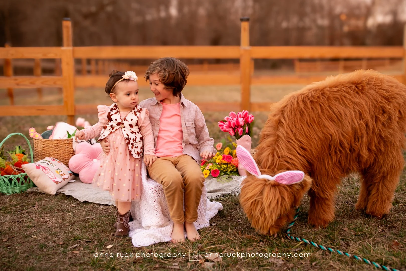 Mini cow photos_watermarked-47.jpg