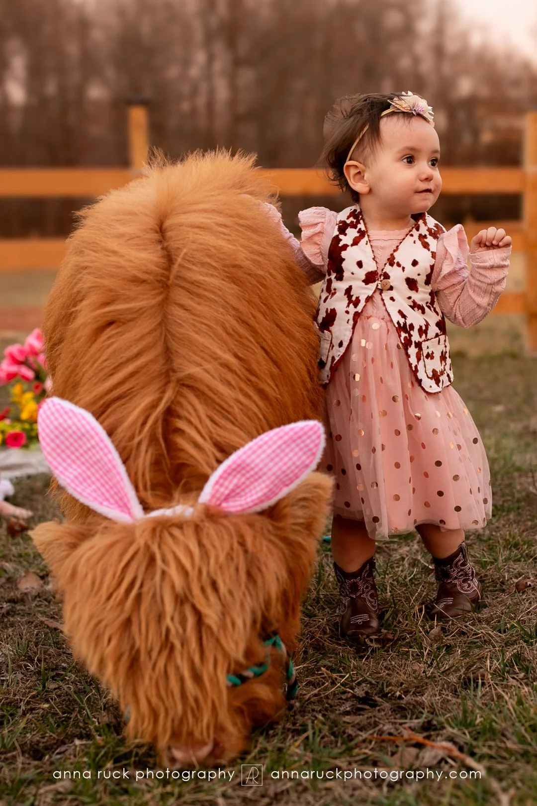 Mini cow photos_watermarked-71.jpg