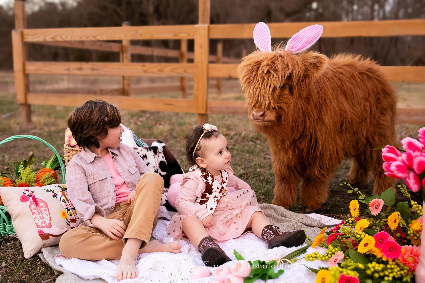 Mini cow photos_watermarked-19.jpg