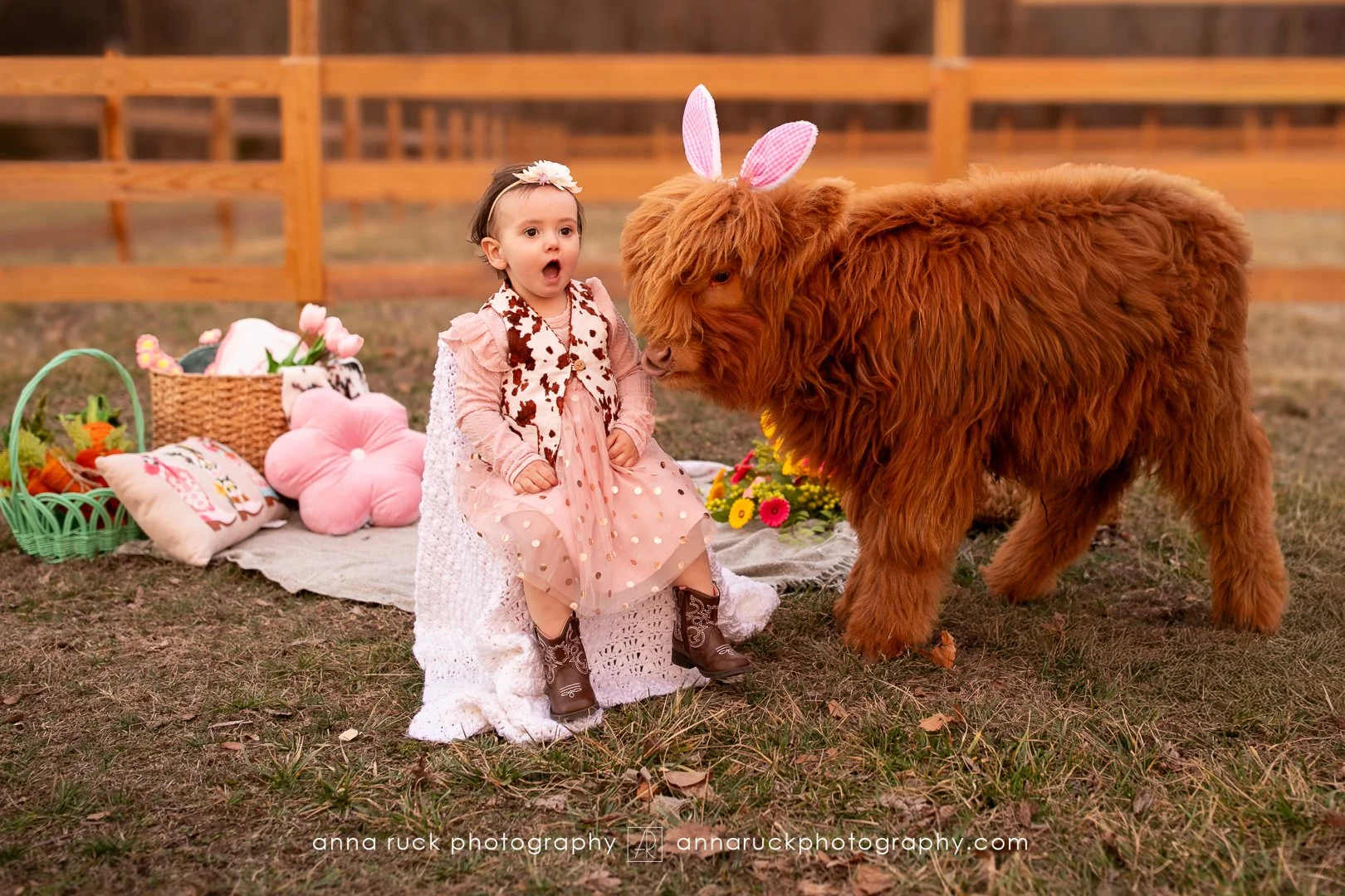 Mini cow photos_watermarked-37.jpg