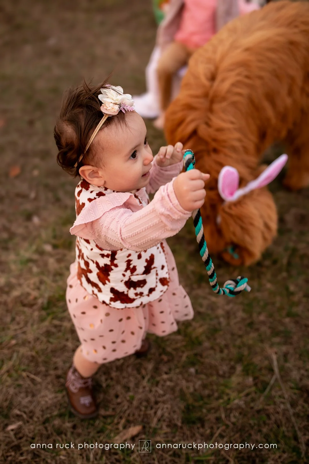 Mini cow photos_watermarked-66.jpg