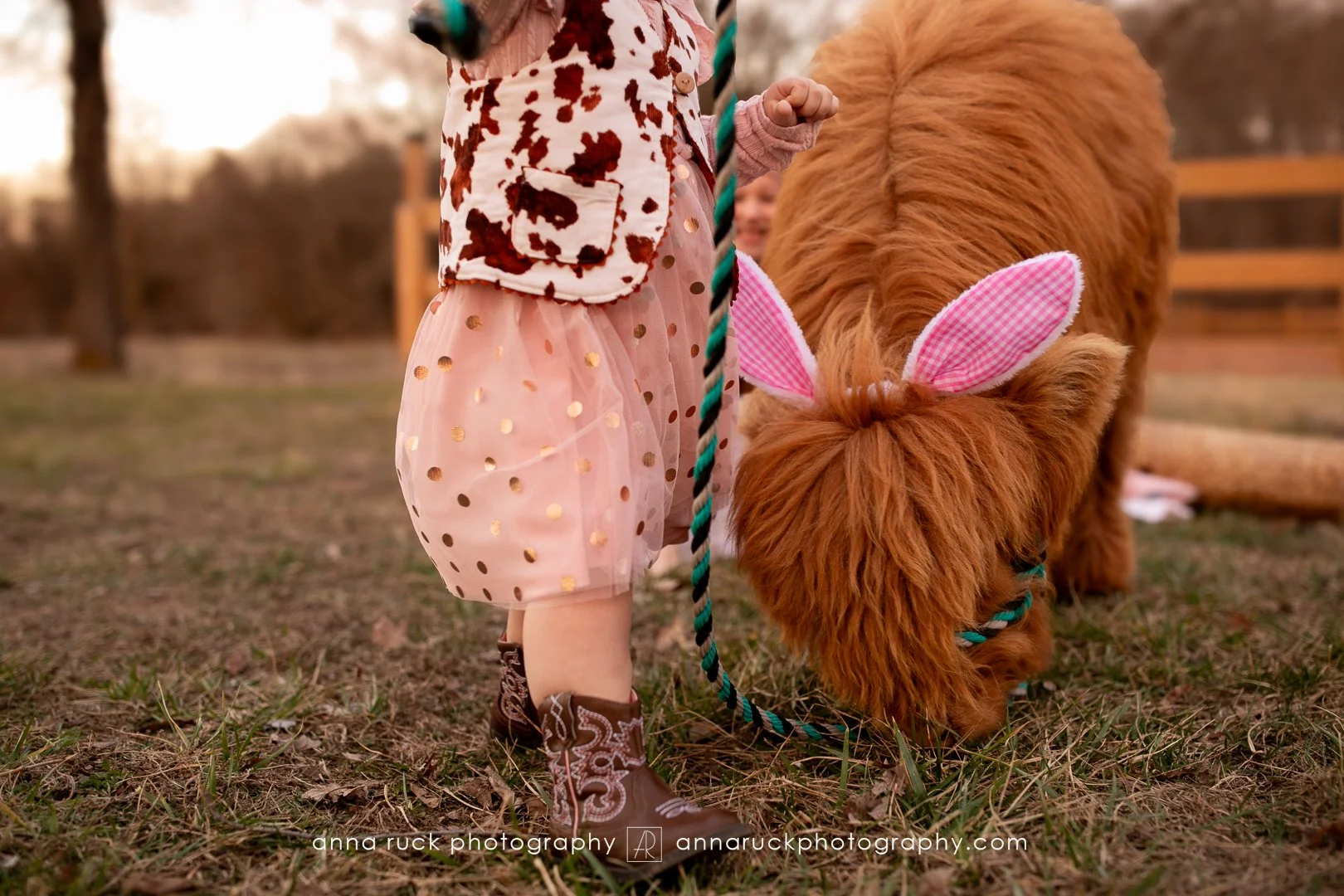 Mini cow photos_watermarked-69.jpg