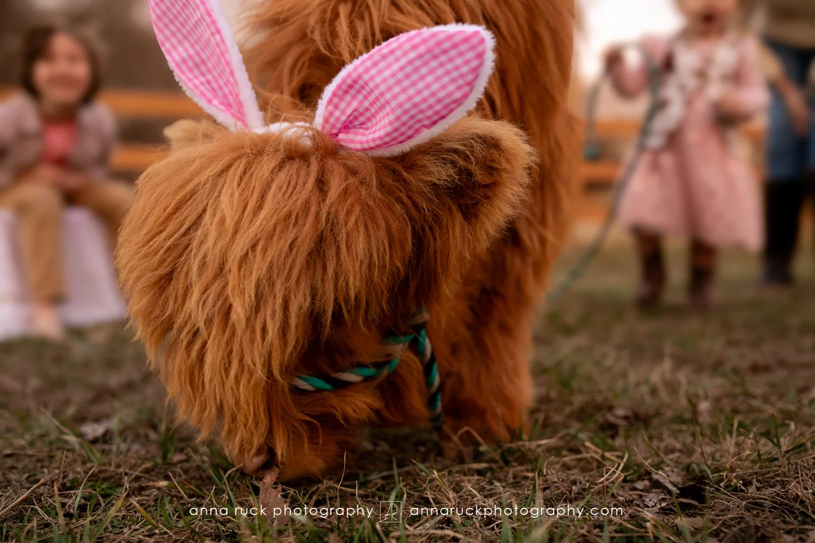 Mini cow photos_watermarked-70.jpg