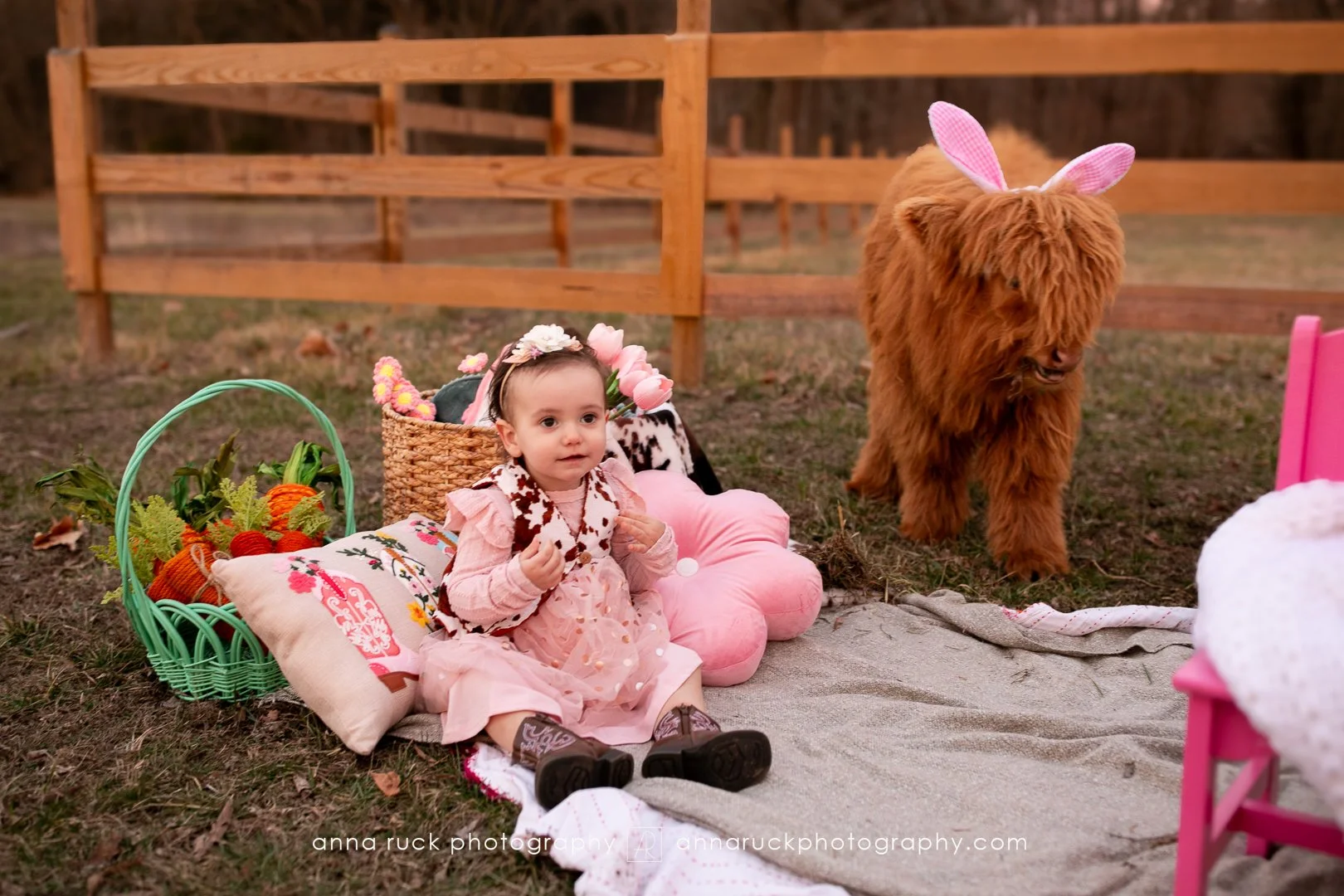 Mini cow photos_watermarked-87.jpg