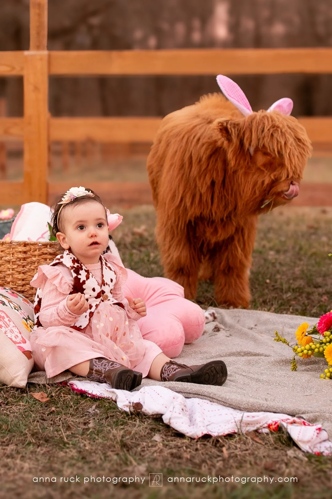 Mini cow photos_watermarked-92.jpg