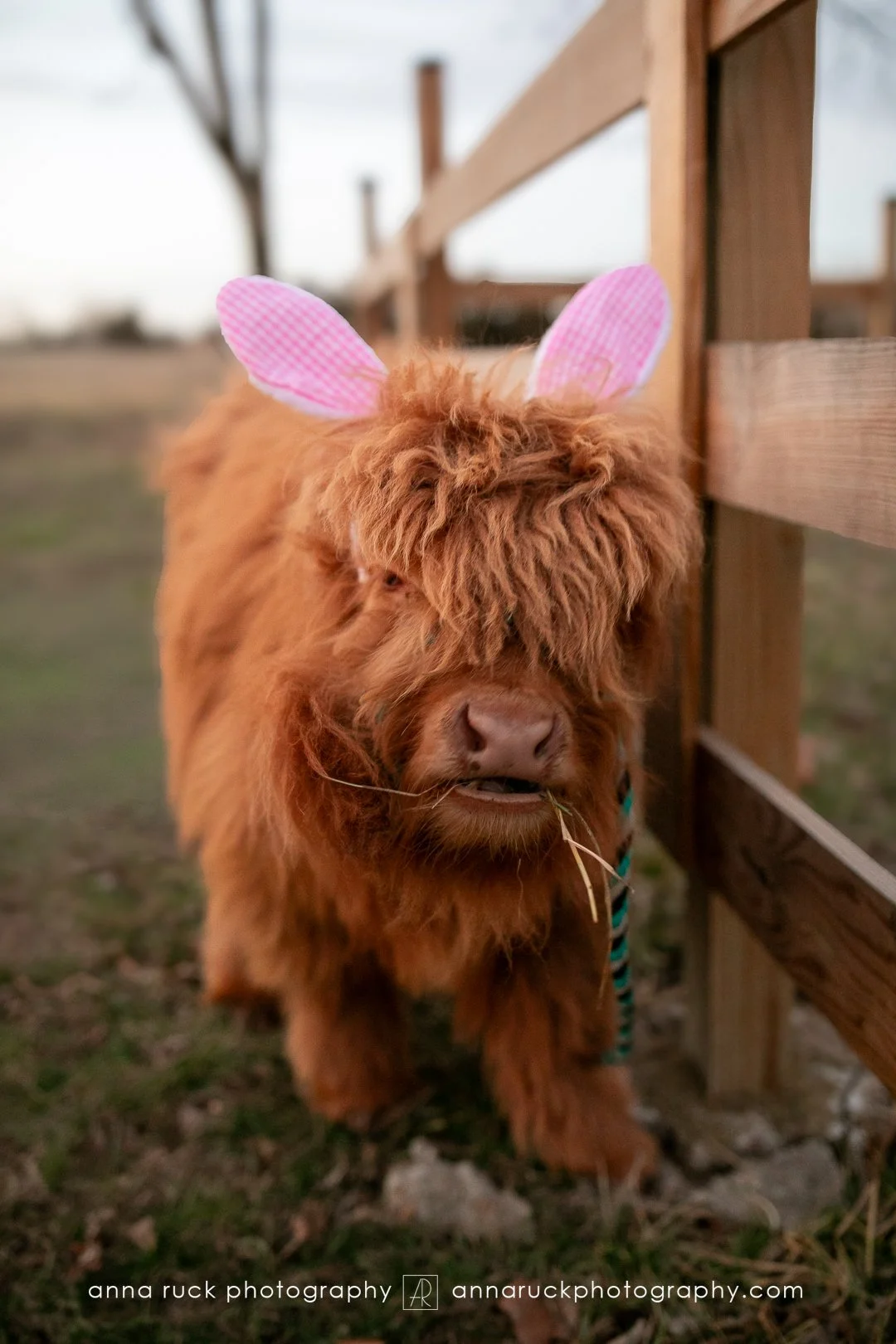 Mini cow photos_watermarked-117.jpg