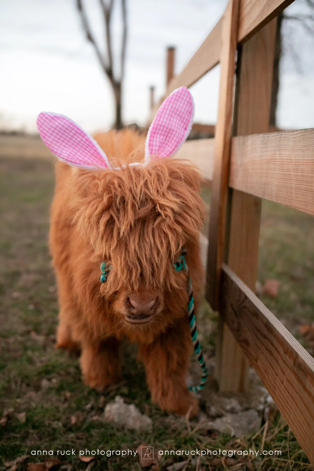 Mini cow photos_watermarked-118.jpg