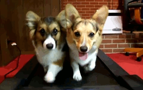 Corgi workout.gif