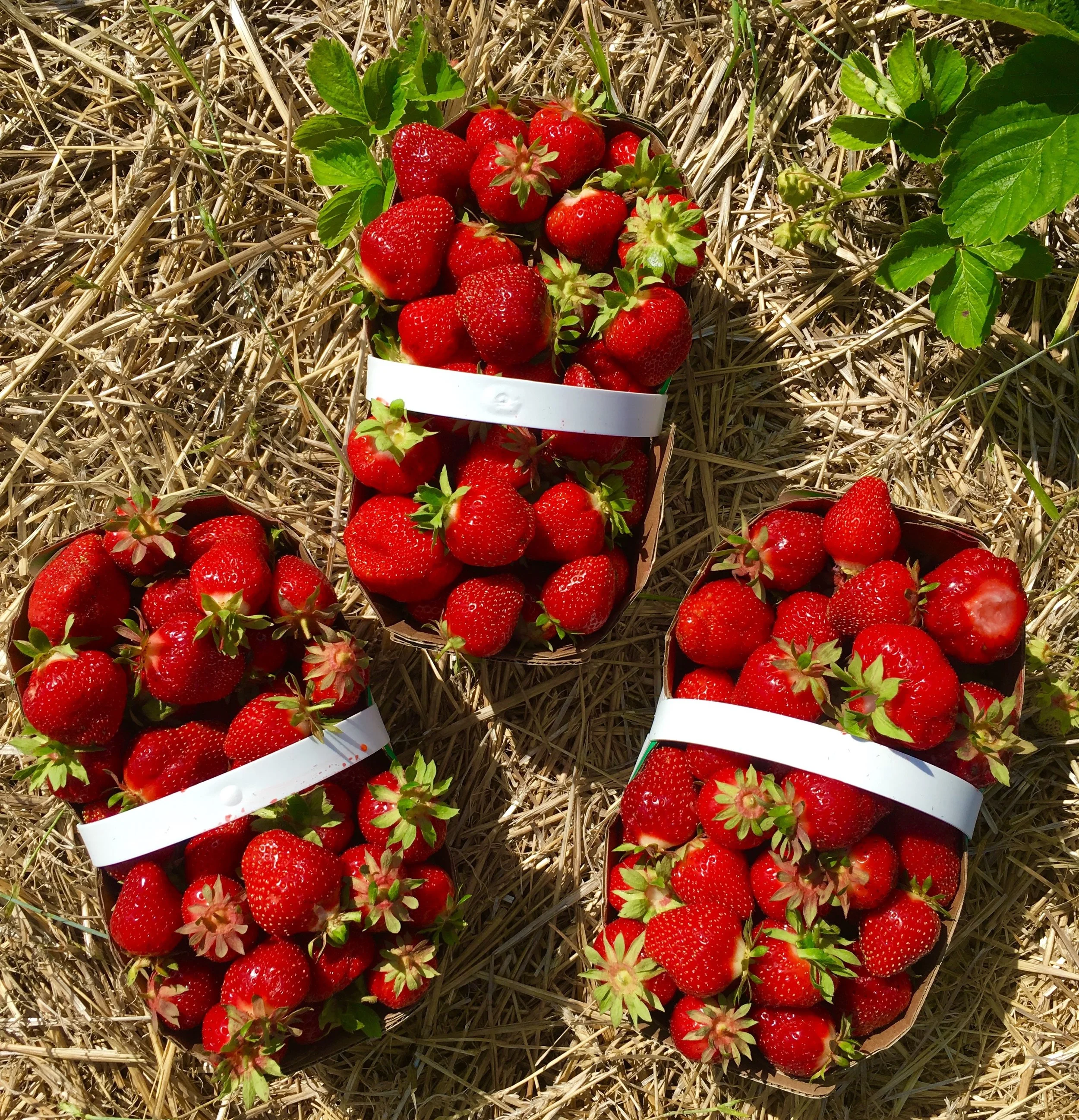 Fresh Organic Ontario Strawberries