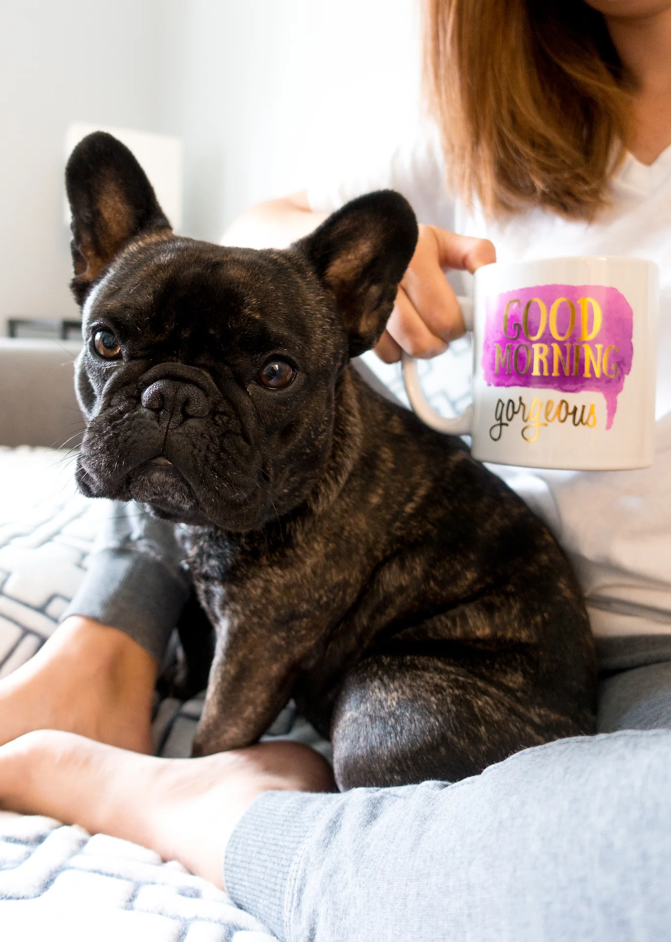 French Bulldog Sophie