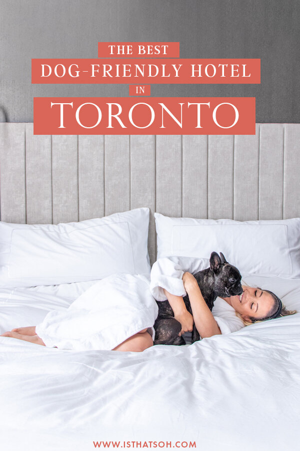 The Best Dog Friendly Hotel In Toronto