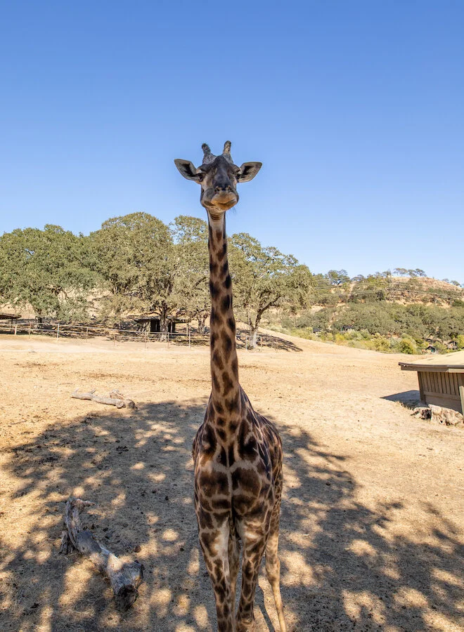A Friendly Giraffe We Got Up Close And Personal With During Our Safari West Tour