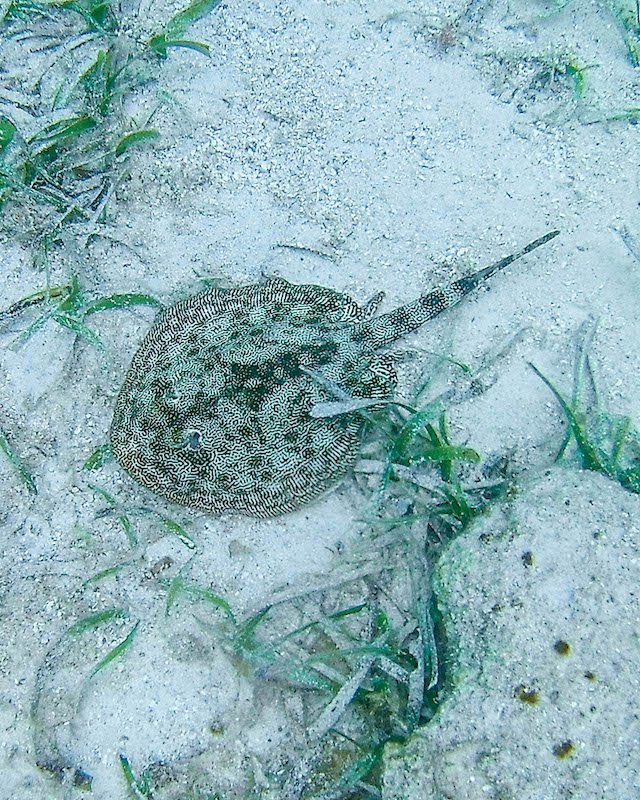 Belize - resort Belize Dive Haven - Turneffe Island Resort - Snorkeling Tour - Stingray.jpg