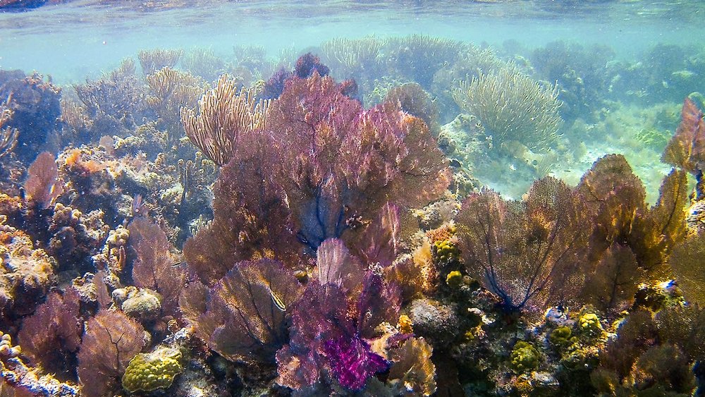 Belize - resort Belize Dive Haven - Turneffe Island Resort - Snorkeling Tour - Underwater Coral and Fish.jpg