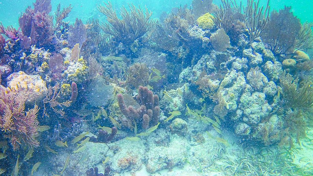 Belize - resort Belize Dive Haven - Turneffe Island Resort - Snorkeling Tour - Coral.jpg