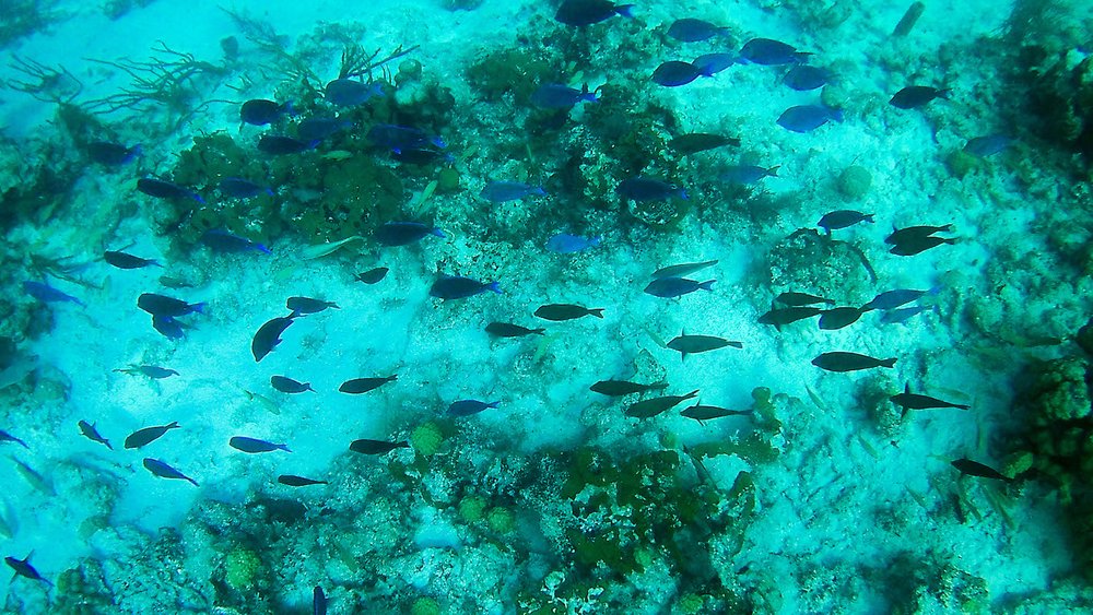 Belize - resort Belize Dive Haven - Turneffe Island Resort - Snorkeling Tour - Underwater Coral and Fish-4.jpg
