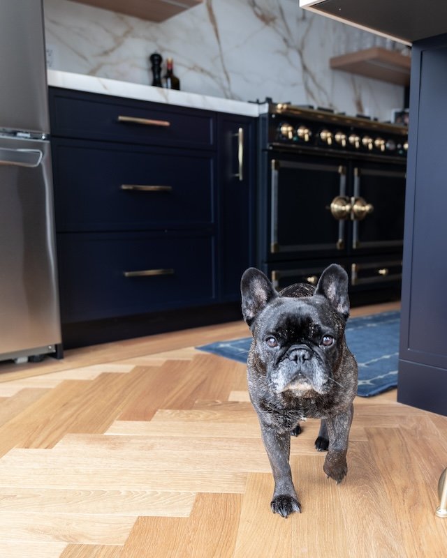 Toronto home renovations - renovating a victorian home - herringbone floors with brindle french bulldog.jpg