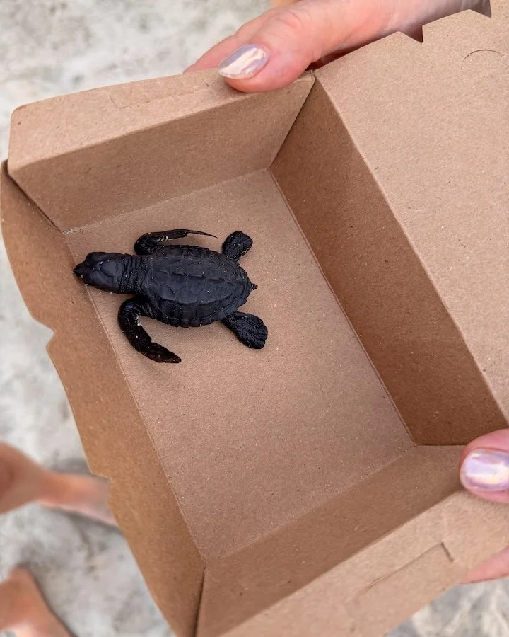 Kupuri Beach Club Turtle Release in Punta Mita in collaboration with Red Tortuguera-5.jpg