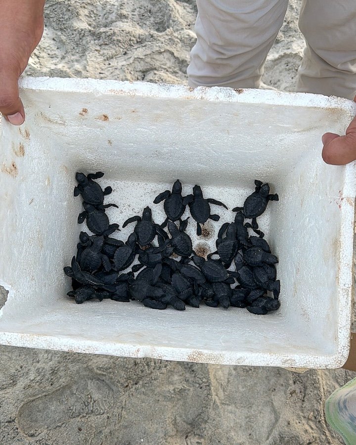 Kupuri Beach Club Turtle Release in Punta Mita in collaboration with Red Tortuguera-3.jpg