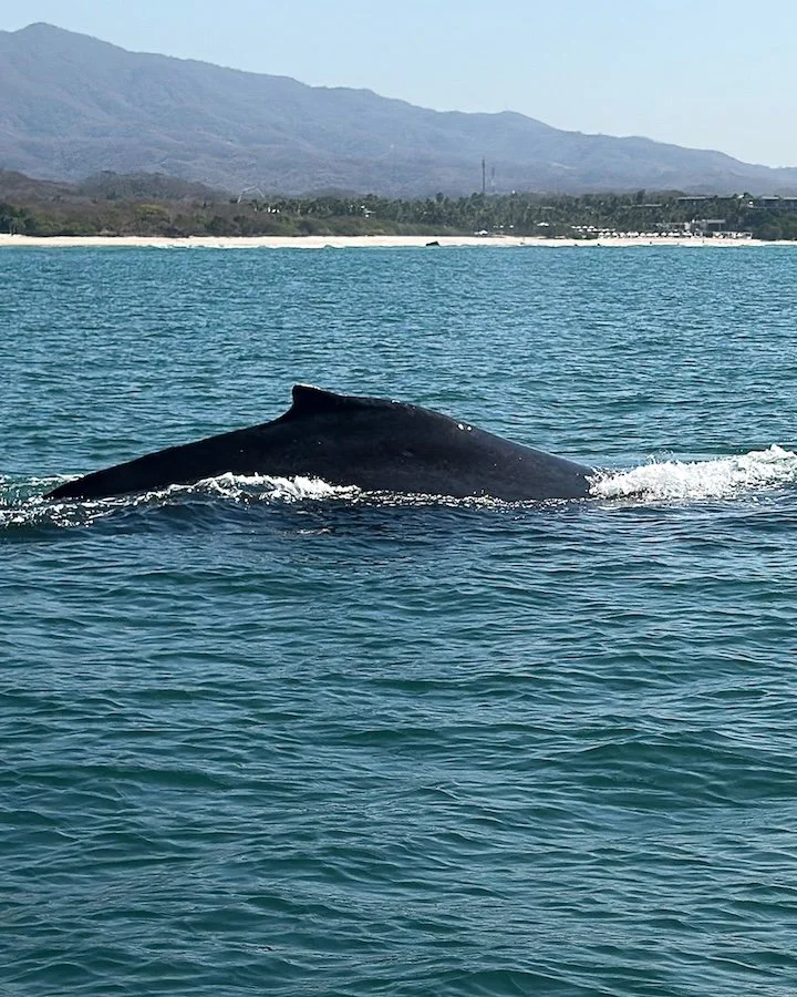 Punta Mita Nayarite boat tour to the marietas islands - humpback whale watching.jpg