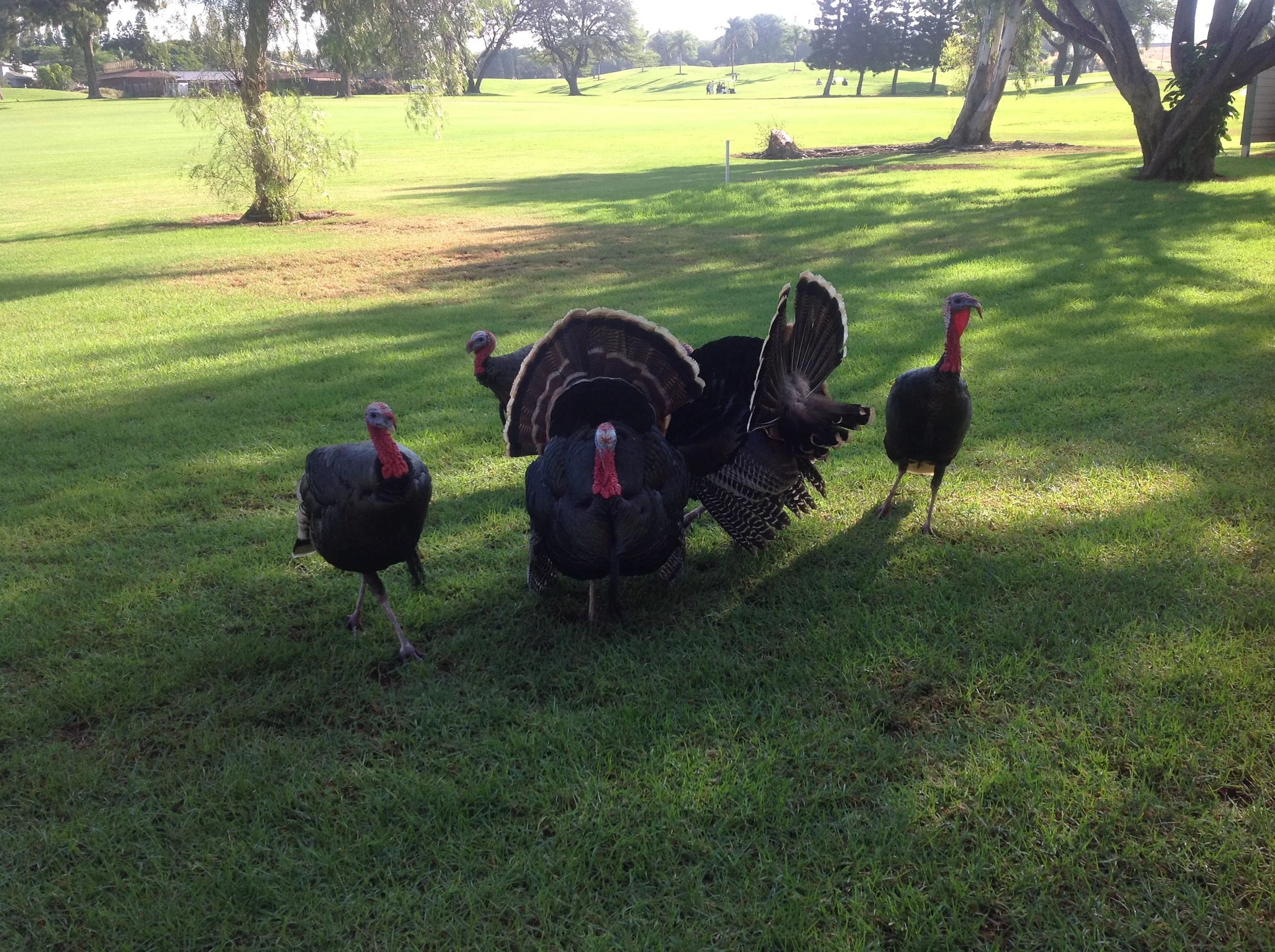 《飘在美国》(上篇)第二章 吃火鸡的日子(1)