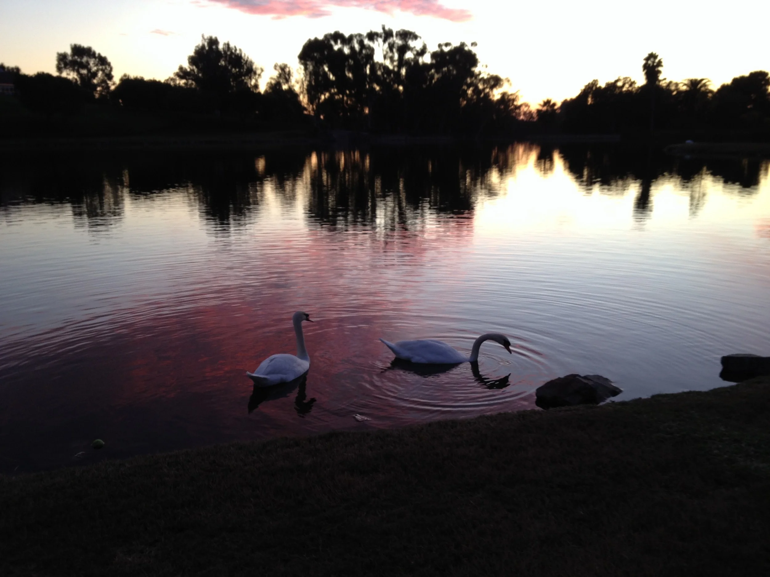《飘在美国》(上篇)第五章 男女老少都过“情人节”(3)