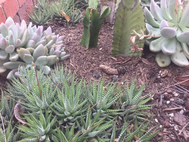 "荆棘花开“世界华文征文微小说征文大奖赛