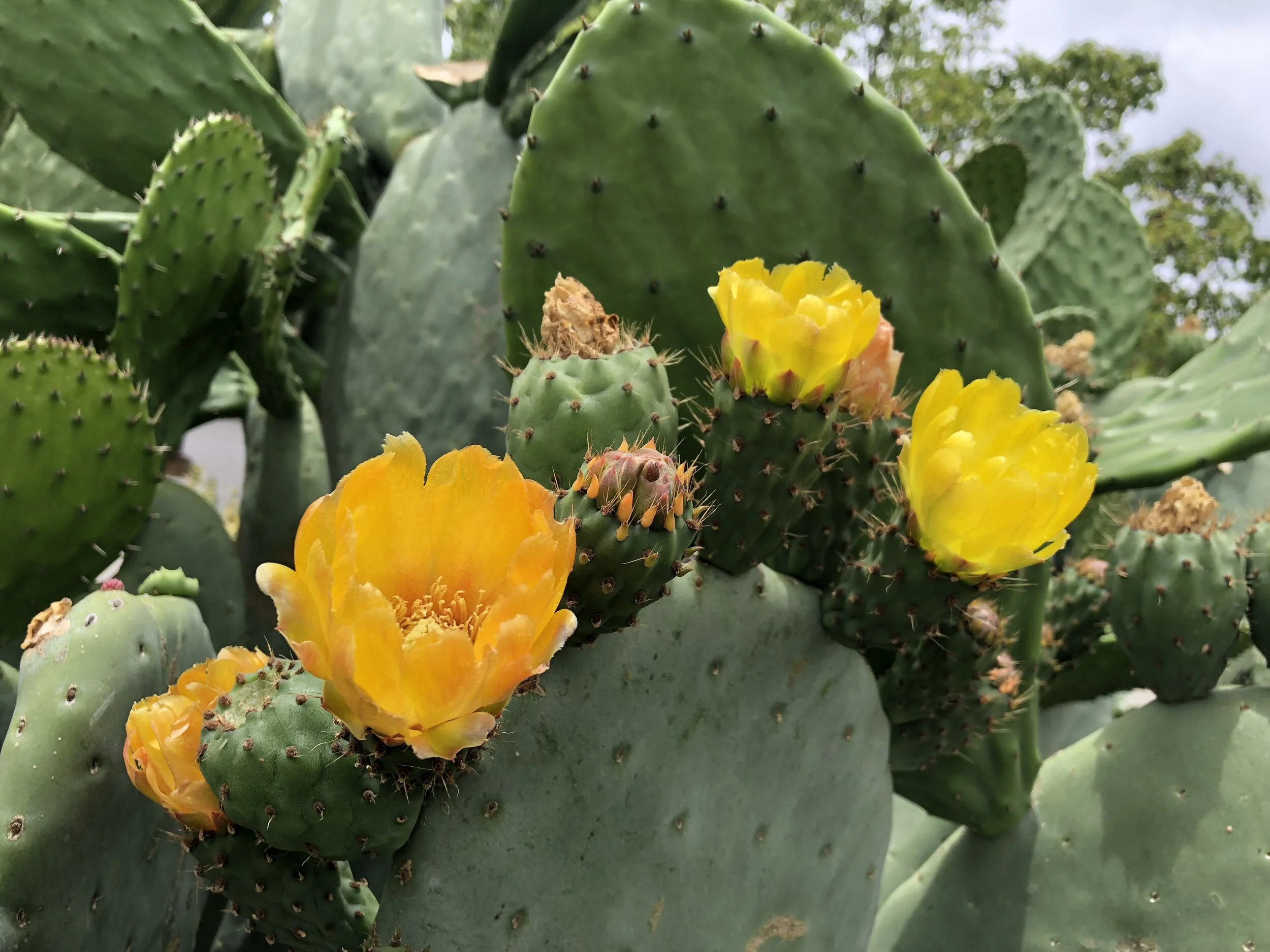 美国中文作家协会第二届理事会第九次会议简讯