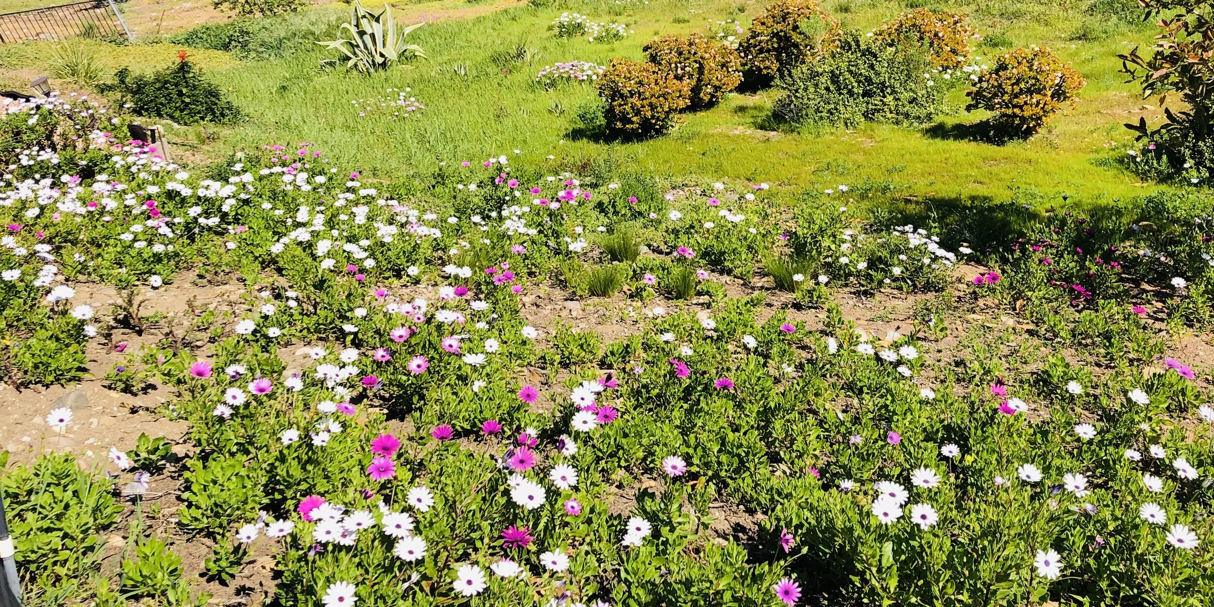 美国中文作家协会第二届理事会第十次会议简讯