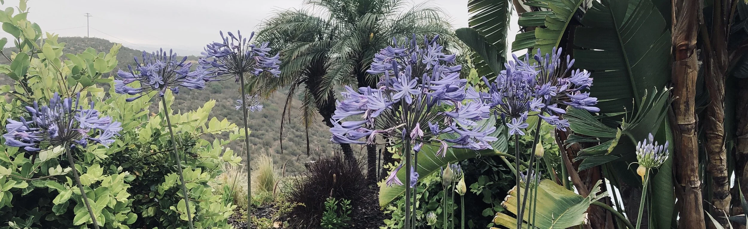 简讯:天道酬勤 硕果累累——记美国中文作家协会第三届理事会第三次会议