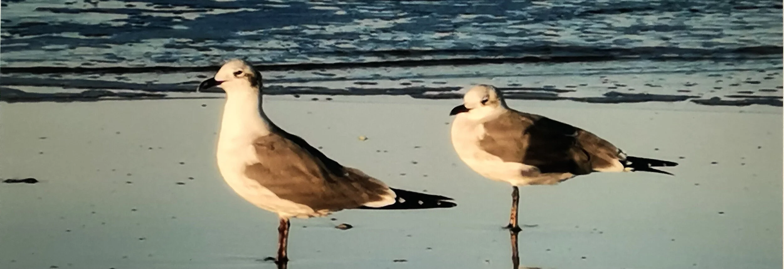 诗歌《爱情最好的模样》