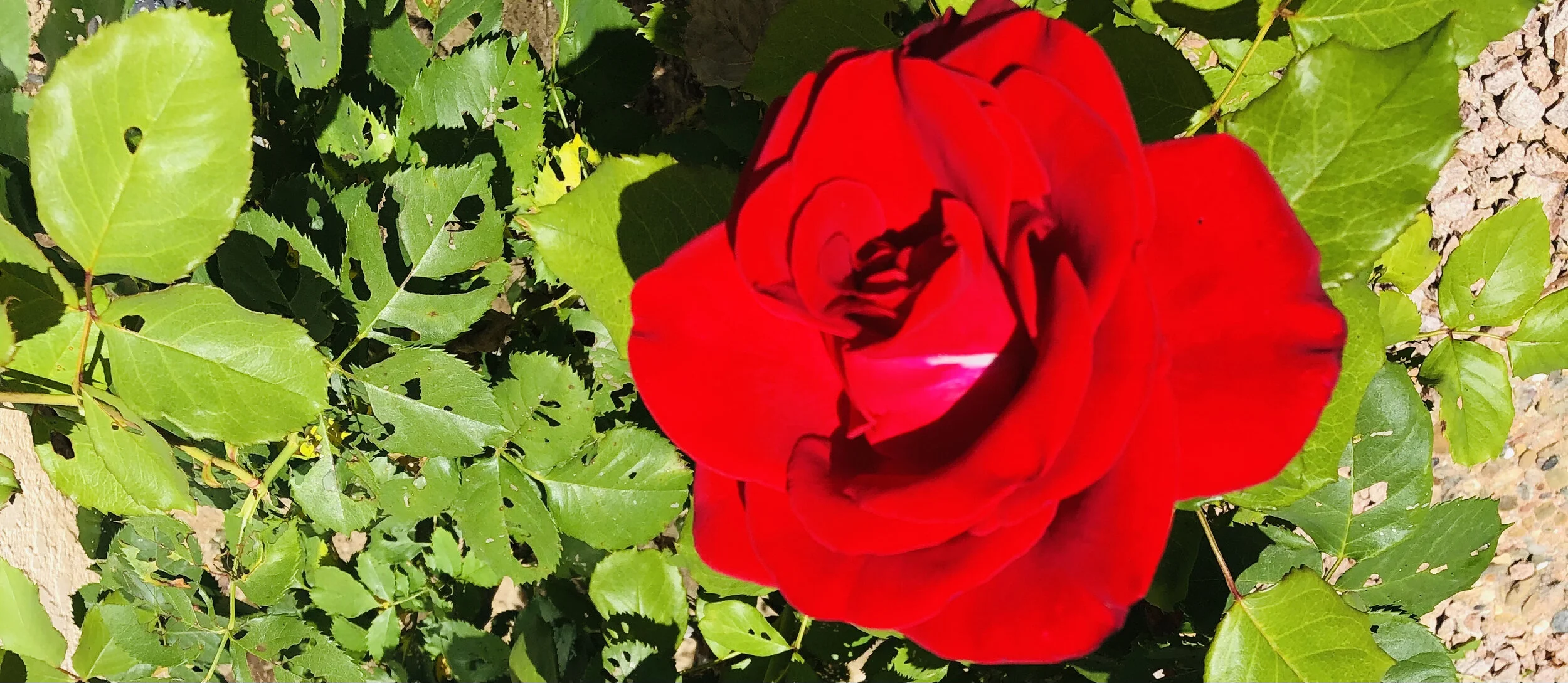 诗歌《初春图》