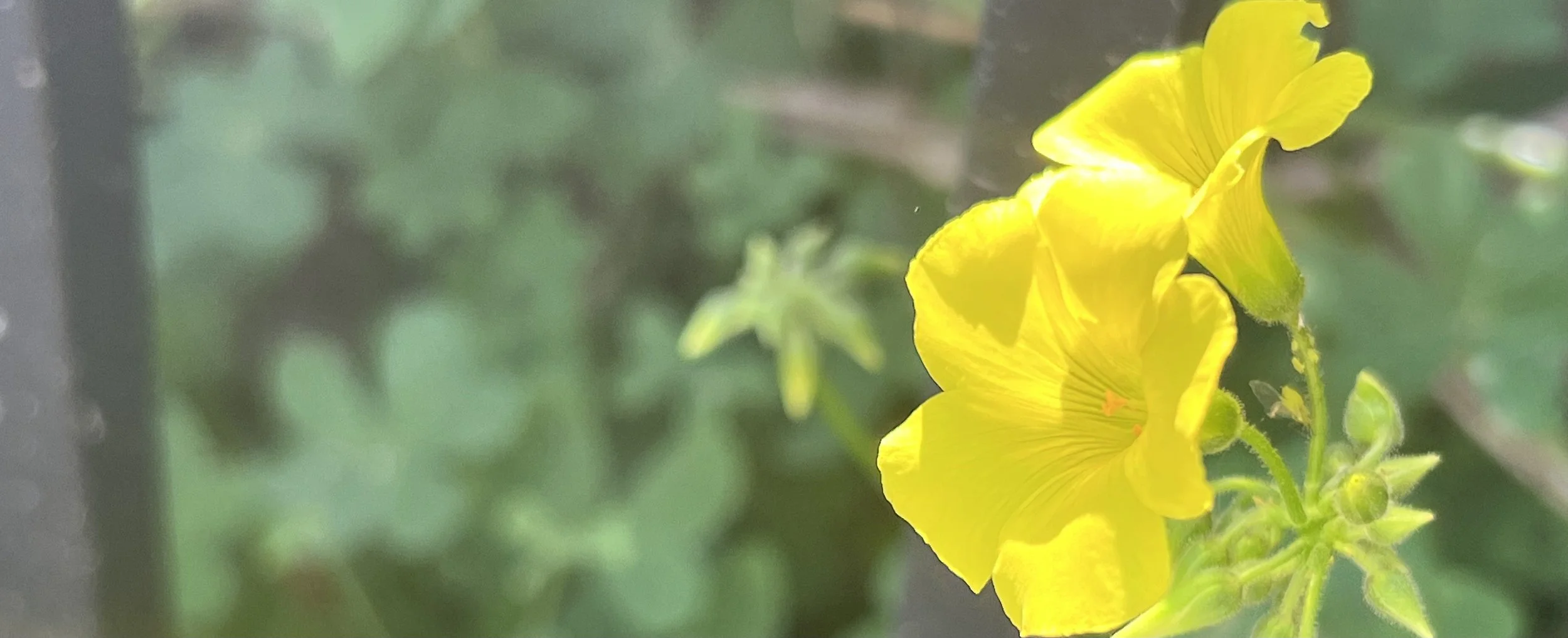 简讯:与心灵对话,看人间冷暖 ——美国中文作家协会2022年散文论坛成功举办