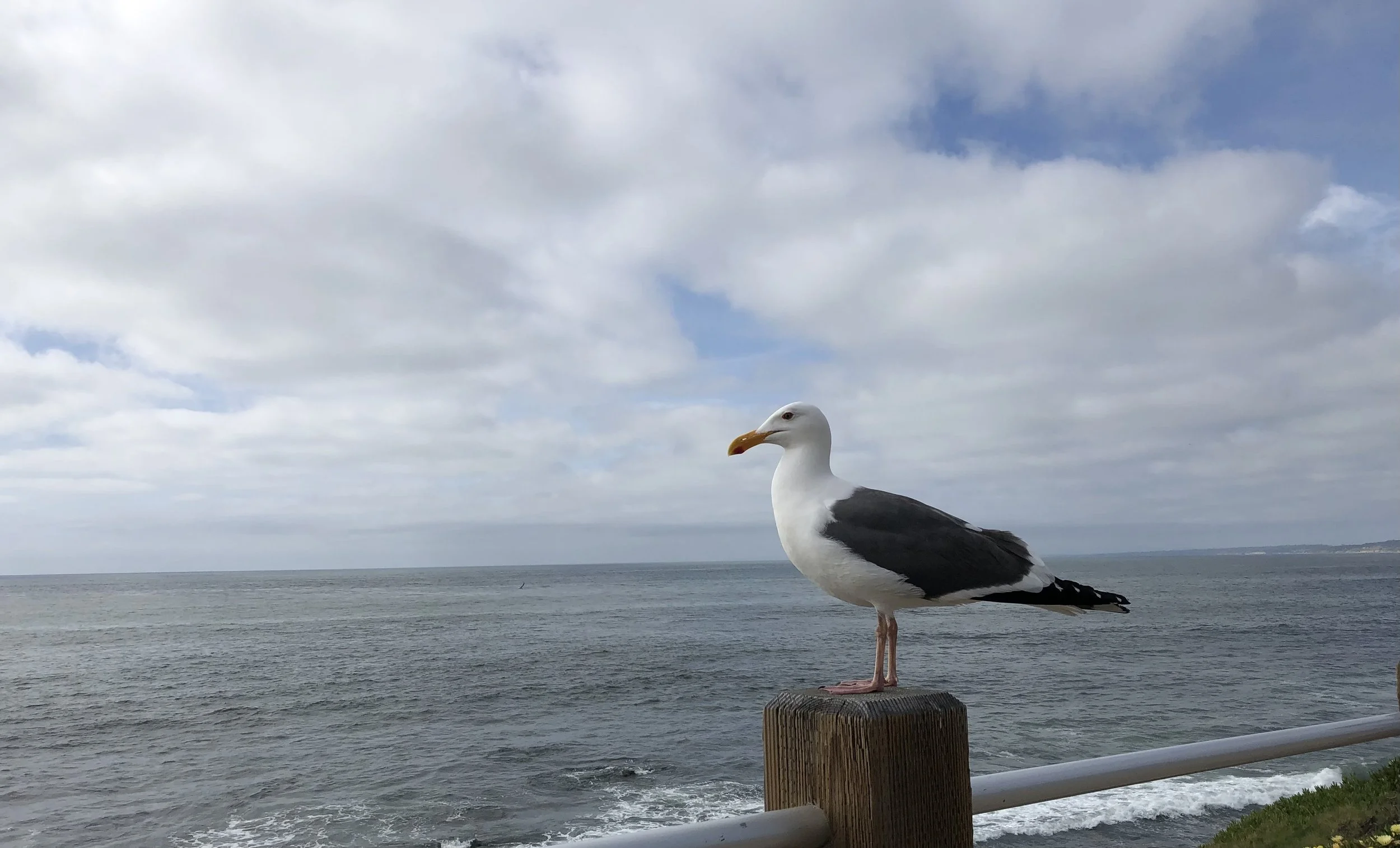 短篇小说《望乡》