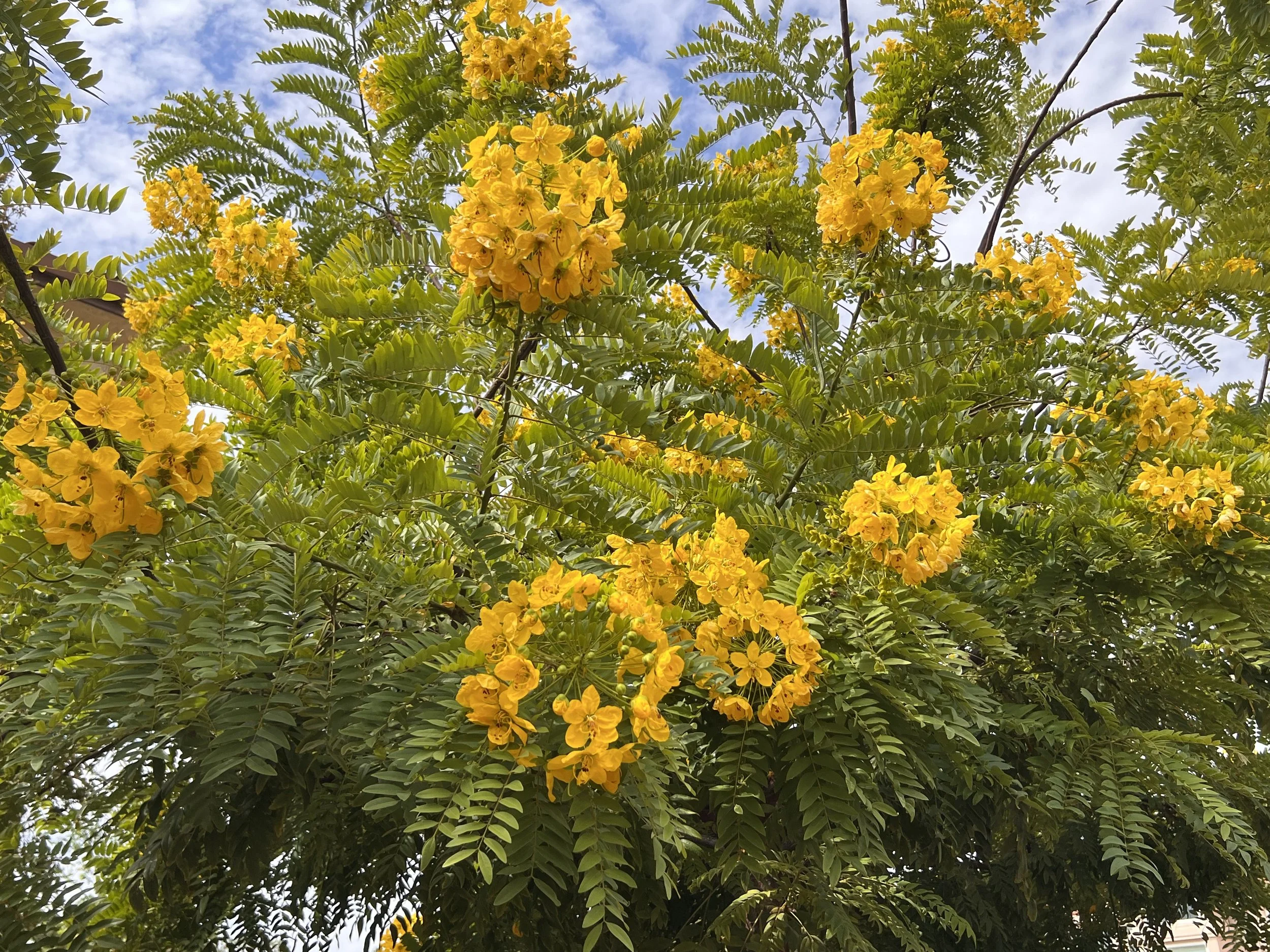 再接再厉,未来可期——美国中文作协第三届理事会第七次会议纪要