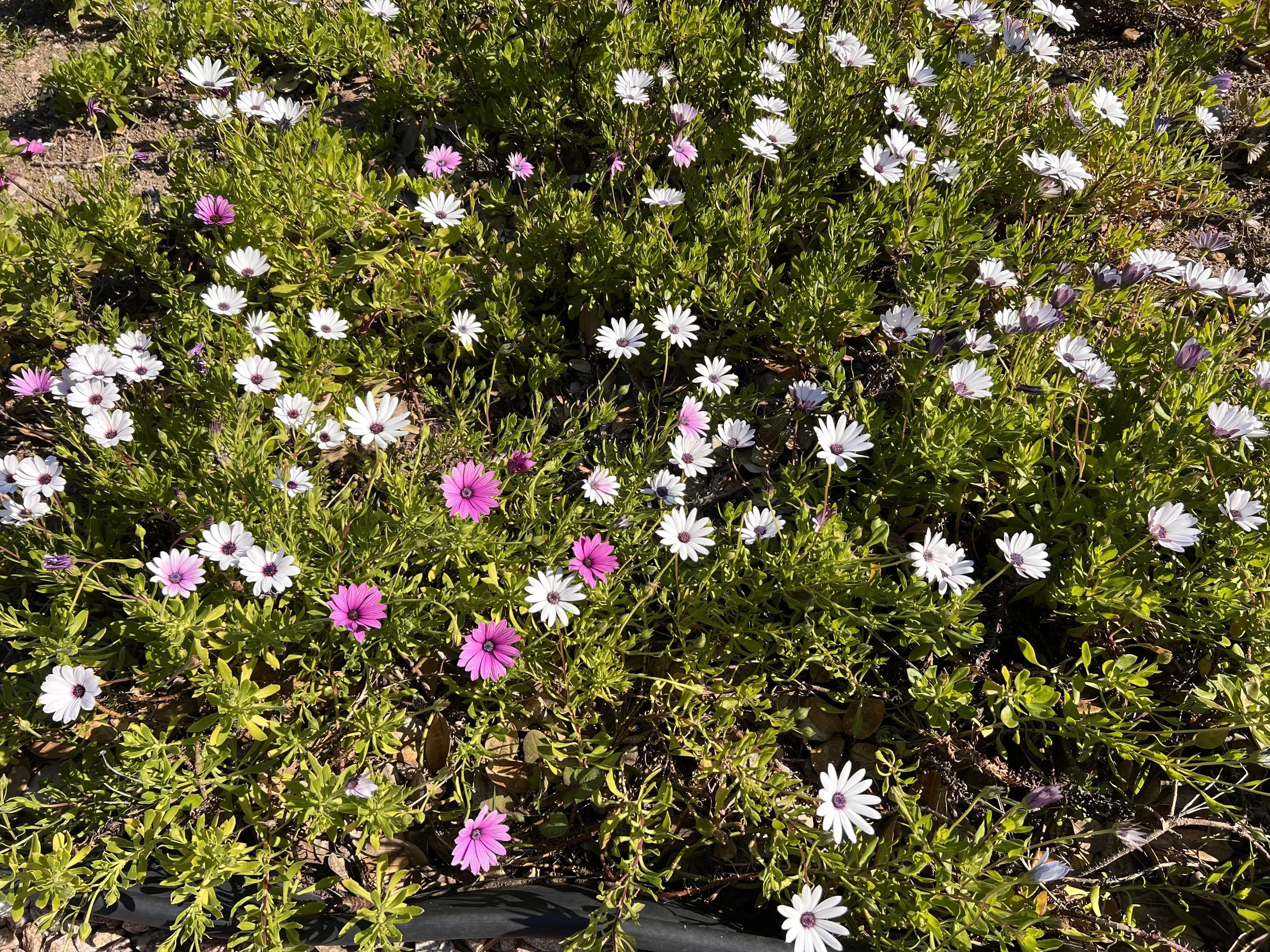 步履不停,逐心而行——美国中文作协第三届理事会第九次会议简讯