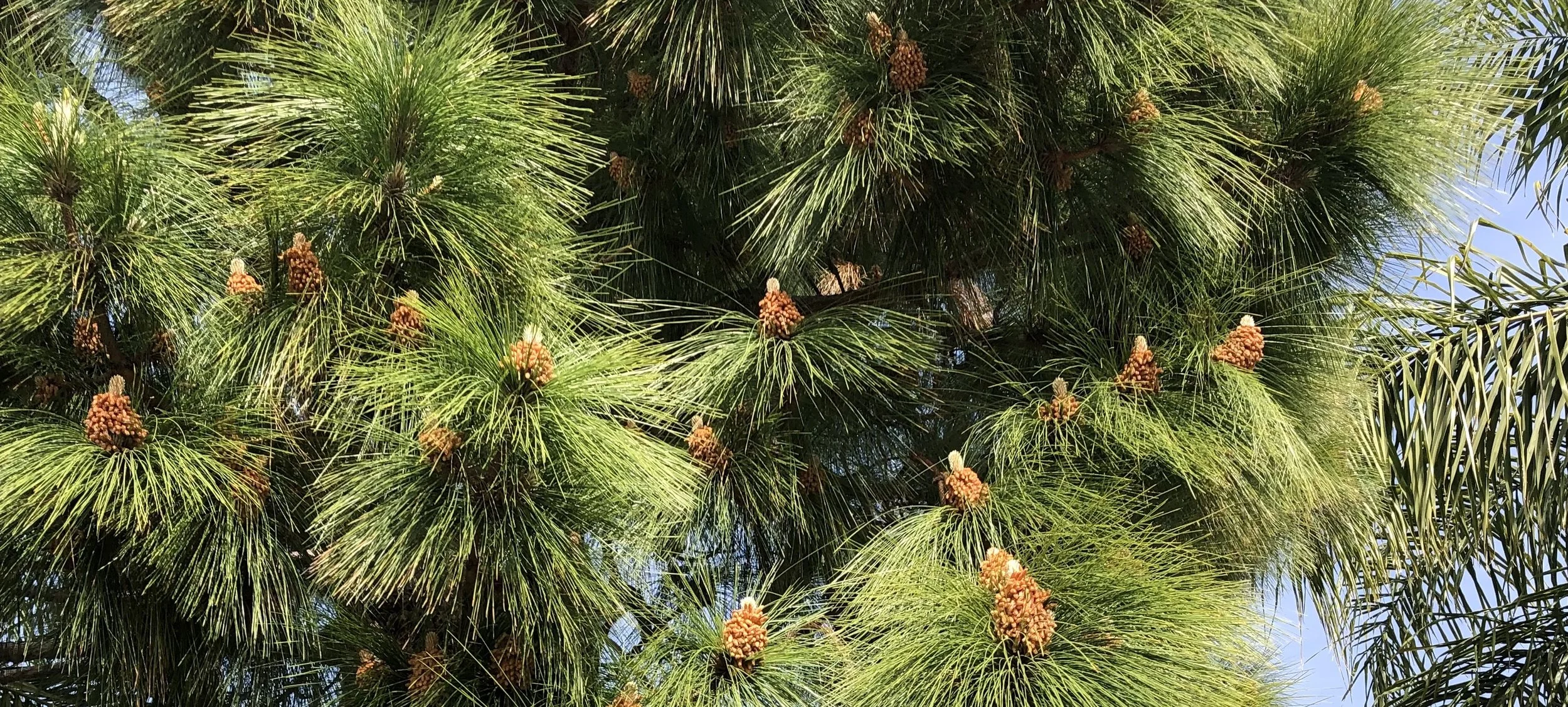 《飘在美国》（上篇）第九章 心有戚戚情（1）