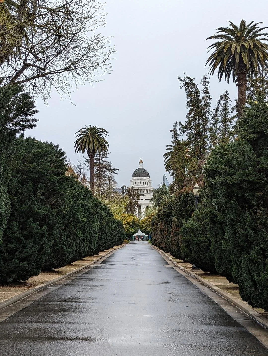 诗歌 《州府大厦的后花园》