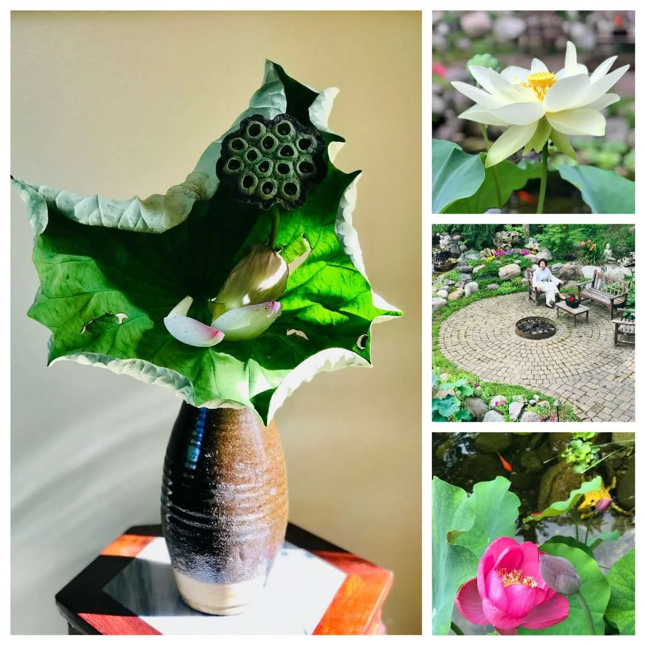    散文《荷风来》— 简妮花道与散文自序