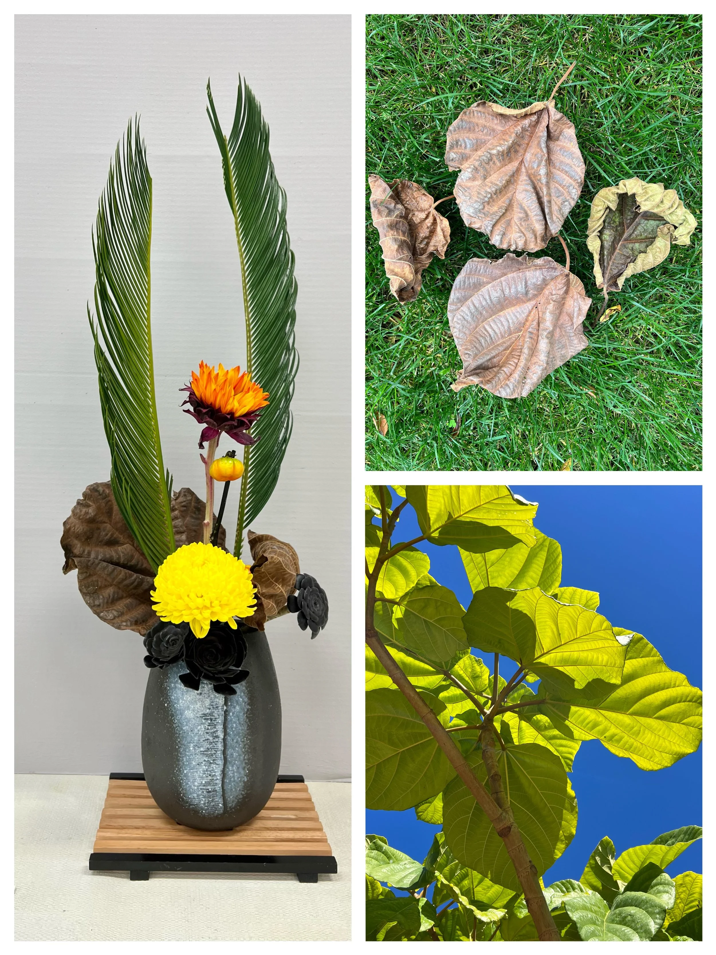 散文《 自然沐浴课》