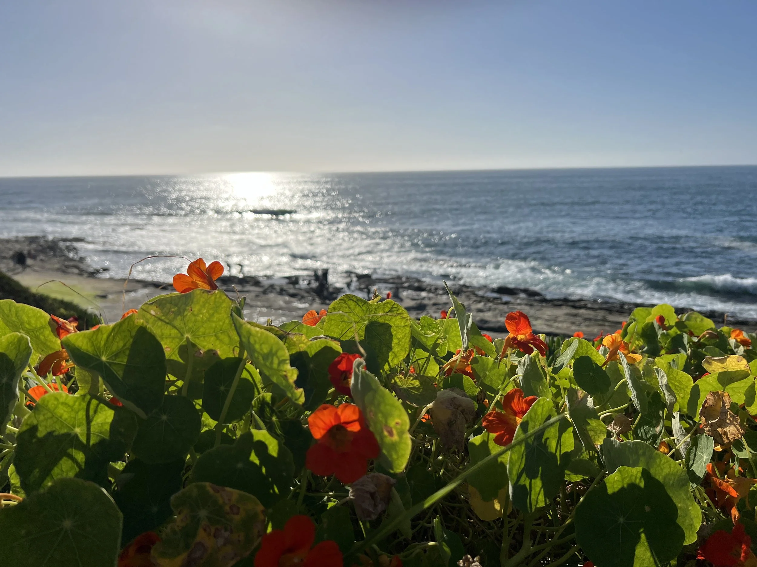 简讯：从春天出发   让梦想开花————美国中文作家协会第四届理事会第二次会议纪要