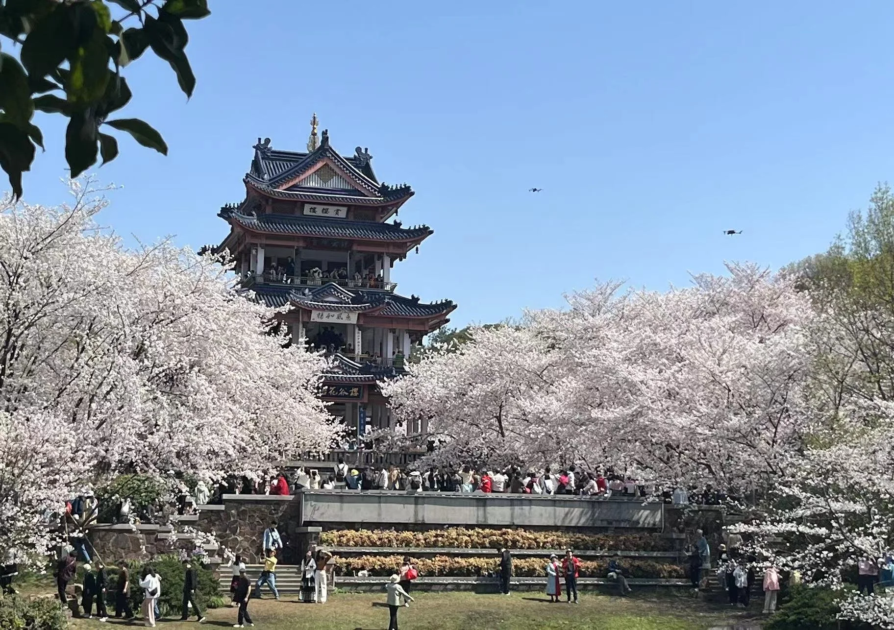 散文《生如樱花》