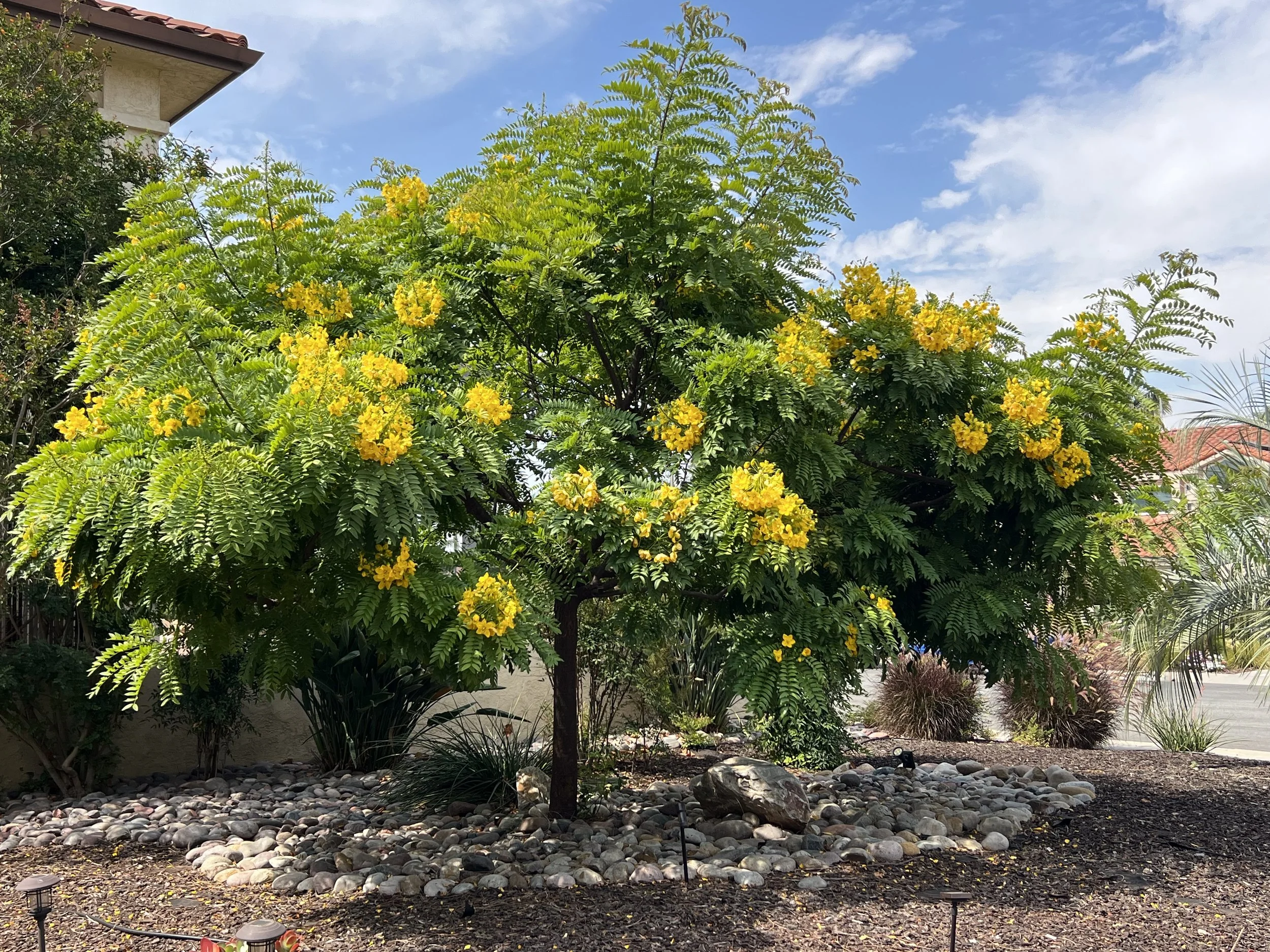 美国中文作家协会第四届理事会第三次会议简讯