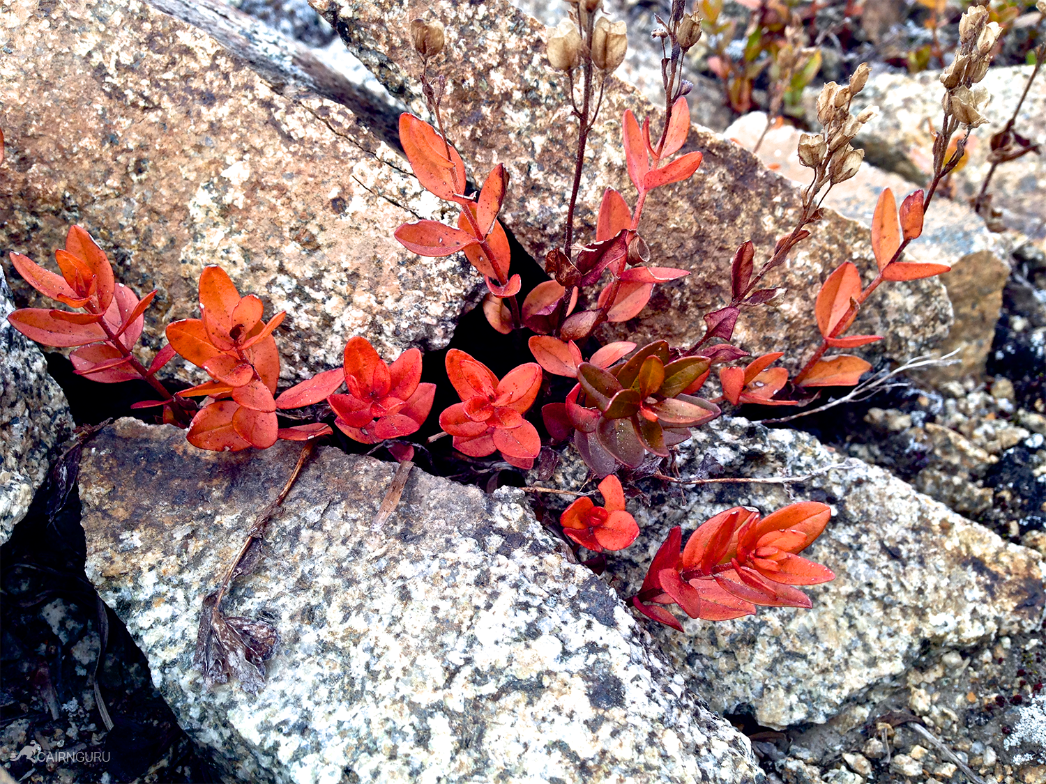 Maple Pass Loop 15.png