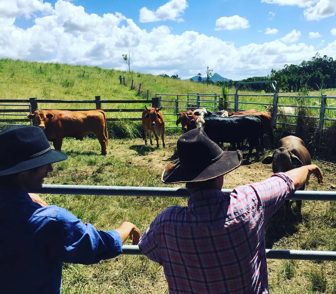 Picking out Steers.jpg